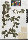 Foto von Salix myrsinifolia Salisb.